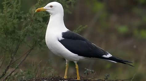 la gaviota caceres|La Gaviota